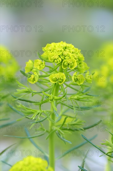 Cypress spurge (Euphorbia cyparissias)