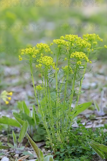 Cypress spurge (Euphorbia cyparissias)