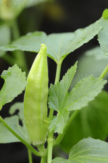 Okra or Lady's Fingers (Abelmoschus esculentus