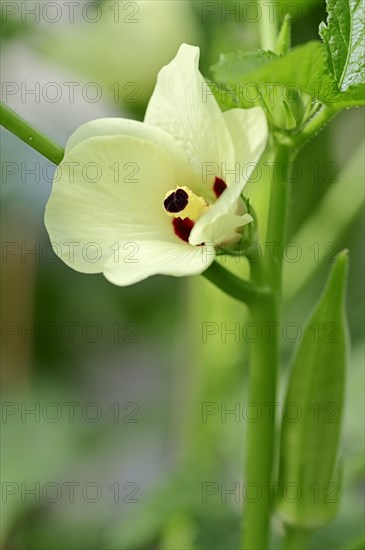 Okra or Lady's Fingers (Abelmoschus esculentus