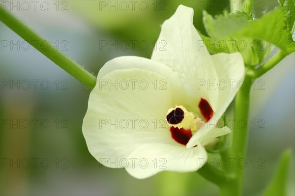 Okra or Lady's Fingers (Abelmoschus esculentus