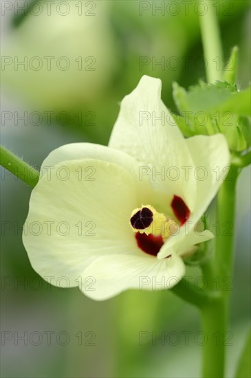 Okra or Lady's Fingers (Abelmoschus esculentus