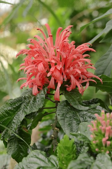 Brazilian Plume Flower