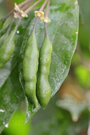 Cola or kola tree (Cola acuminata)