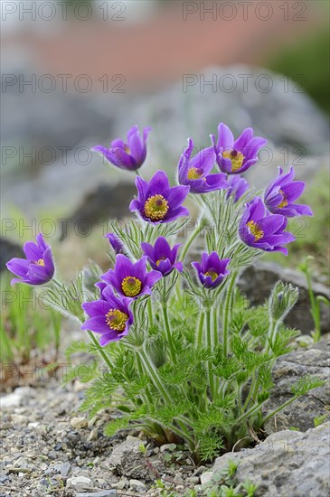 Pasque flower