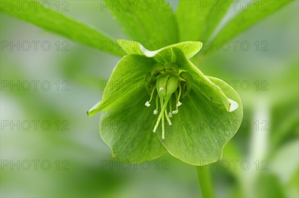 Green Hellebore (Helleborus viridis)