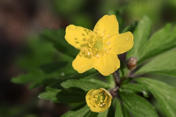 Yellow Anemone