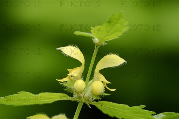 Yellow Archangel