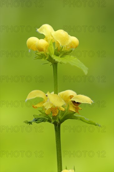 Variegated yellow archangel (Lamium argentatum)