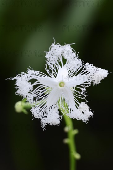 Snake gourd or serpent gourd (Trichosanthes cucumerina var anguina)