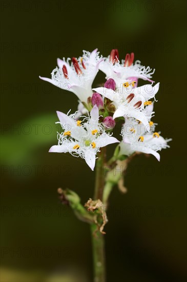 Bog-bean or Buckbean (Menyanthes trifoliata)