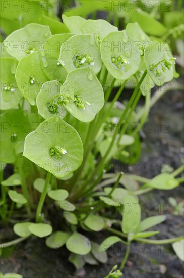 Miner's Lettuce