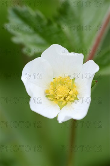 Rock Cinquefoil (Potentilla rupestris)