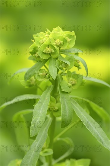 Green spurge or Leafy spurge (Euphorbia esula)