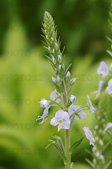 Gentian Speedwell (Veronica gentianoides)