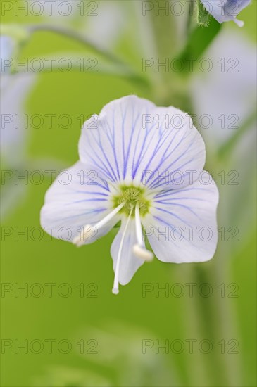 Gentian Speedwell (Veronica gentianoides)