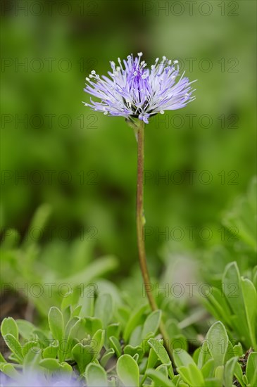 Heart-leaved globe daisy (Globularia cordifolia)