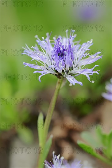 Heart-leaved globe daisy (Globularia cordifolia)