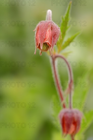 Water Avens or Purple Avens (Geum rival)