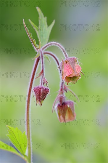 Water Avens or Purple Avens (Geum rival)