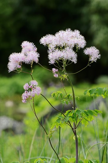 Greater Meadow-rue