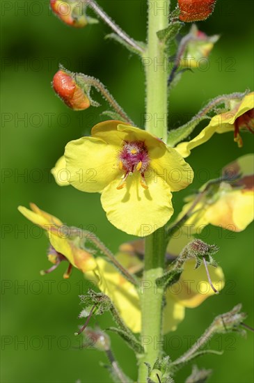 Moth Mullein (Verbascum blattaria)