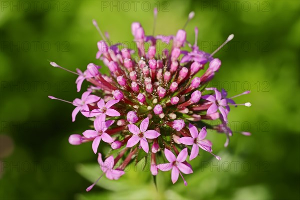 Caucasian Crosswort (Phuopsis stylosa)