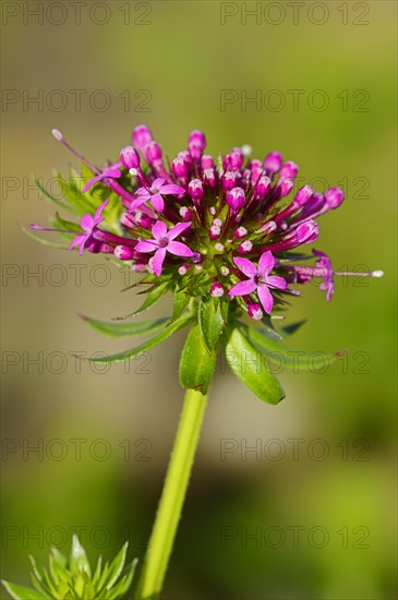 Caucasian Crosswort (Phuopsis stylosa)