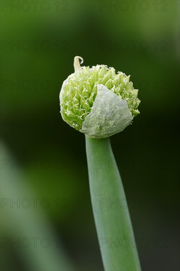 Spring onion