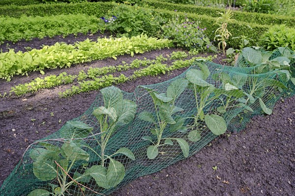 Vegetable patch with white cabbage (Brassica oleracea convar. capitata f. alba)