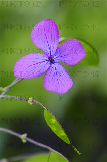 Honesty or Annual Honesty (Lunaria annua)