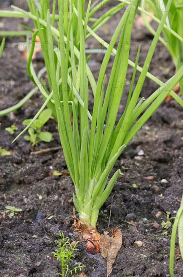 Shallot (Allium ascalonium)