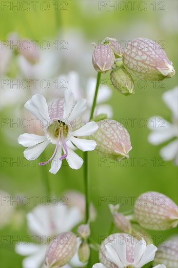 Bladder Campion (Silene vulgaris)