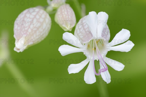 Bladder Campion (Silene vulgaris)