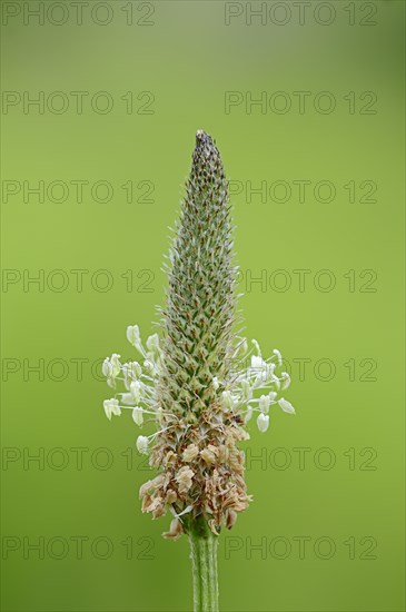 Plantain (Plantago lanceolata)