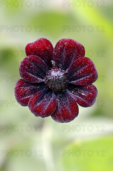 Chocolate Cosmos or Black Cosmos (Cosmos atrosanguineus)