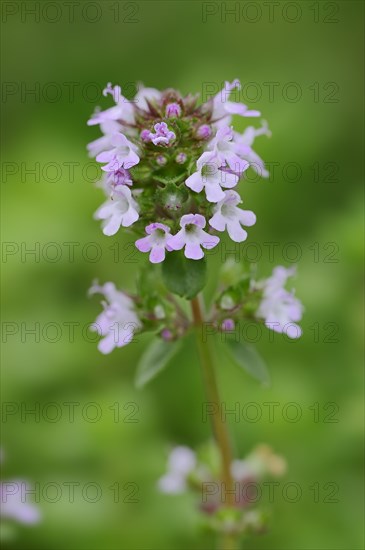 Thyme (Thymus vulgaris)