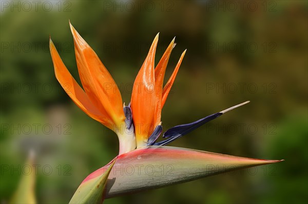 Strelitzia