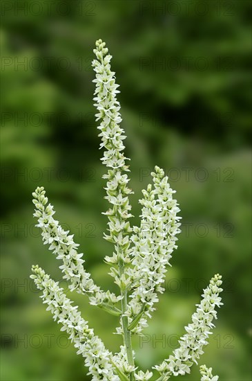 White Hellebore or False Hellebore (Veratrum album)