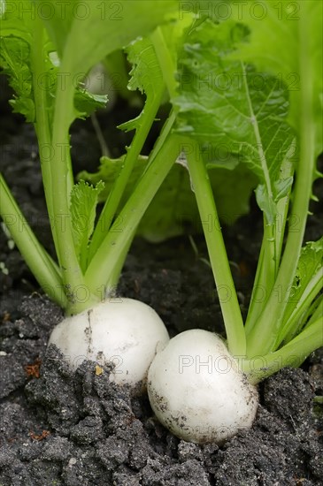 May Turnip or Navette (Brassica rapa ssp. rapa var. majalis)