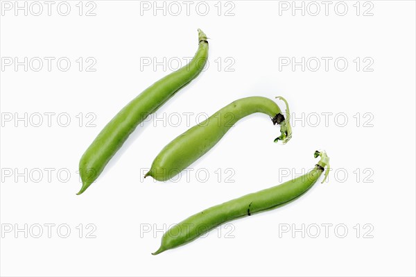 Broad beans or fava beans (Vicia faba)