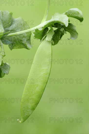 Pea