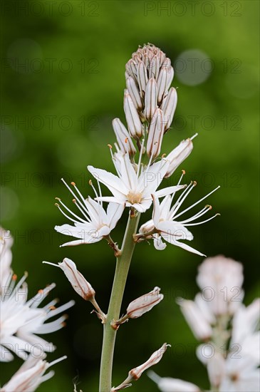 Branched Asphodel (Asphodel ramosus