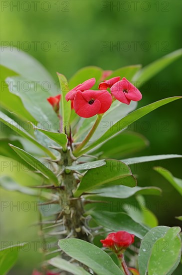 Crown of Thorns