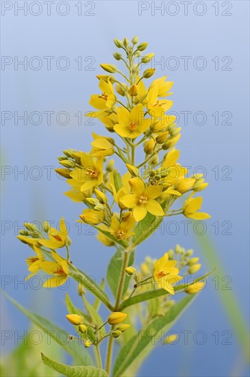 Garden Loosestrife