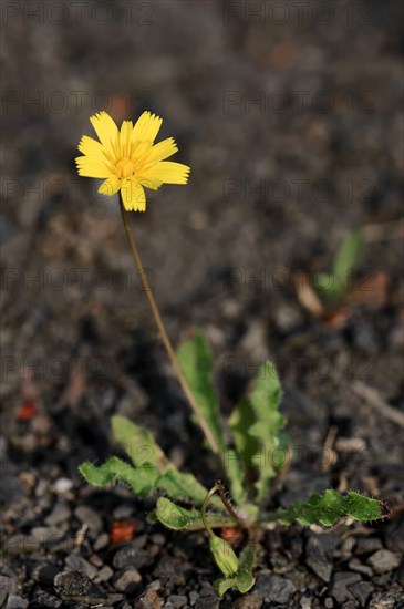 Lesser Hawkbit (Leontodon saxatilis)