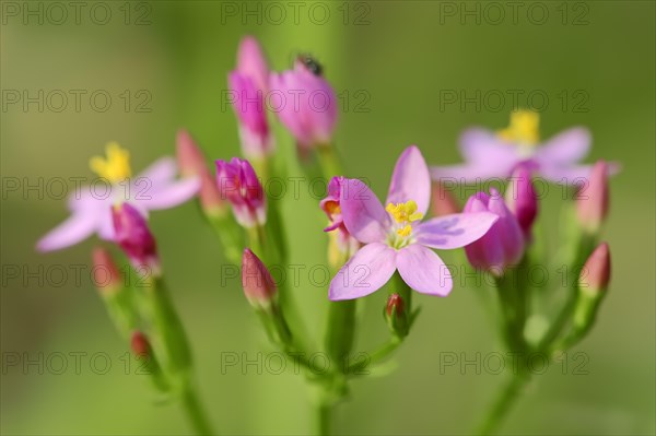 Centaury (Centaurium erythraea