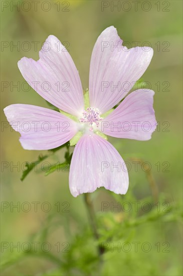 Greater Musk-mallow