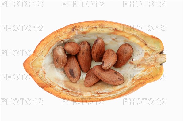 Opened cocoa fruit with cocoa beans (Theobroma cacao)