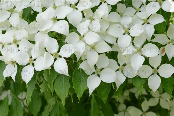 Kousa Dogwood